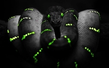 snakes selective coloring 1440x900 wallpaper 
